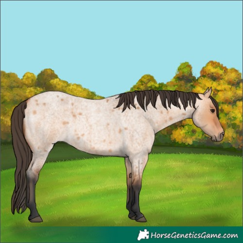 Horse Color:Bay Roan Dun 