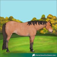 Horse Color:Bay Roan 