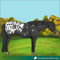Horse Color:Black Appaloosa Rabicano 