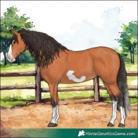 Horse Color:Bay Splash Frame