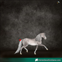 Horse Color:Platinum Chocolate Silver Buckskin Pearl Splash 