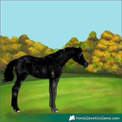 Horse Color:ERROR: UNKNOWN ANOMALY