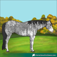 Horse Color:White Spotted Black Ice