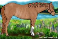 Horse Color:Chestnut Rabicano 