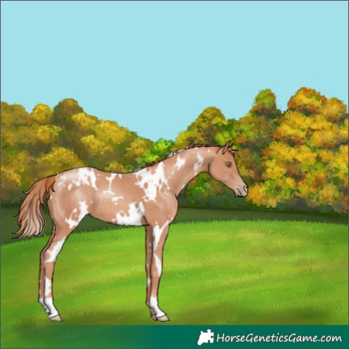 Horse Color:White Spotted Gold Champagne 