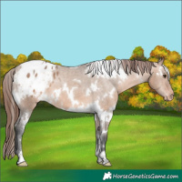 Horse Color:White Spotted Brown Dun Appaloosa 