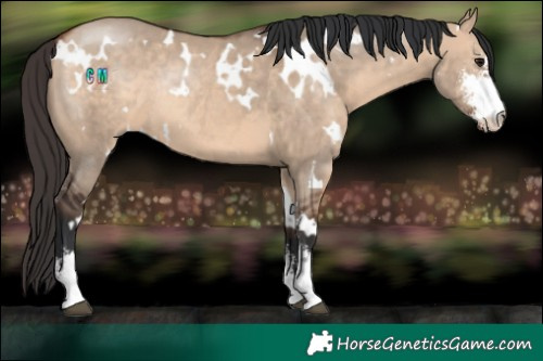 Horse Color:White Spotted Bay Dun Sabino Rabicano 