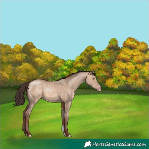Horse Color:Sable Champagne Dun Sabino 