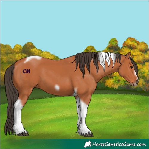 Horse Color:Bay Tobiano Frame 