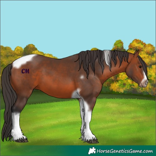 Horse Color:Bay Tobiano Frame 