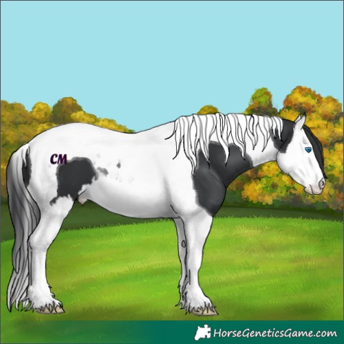 Horse Color:Black Splash Tobiano