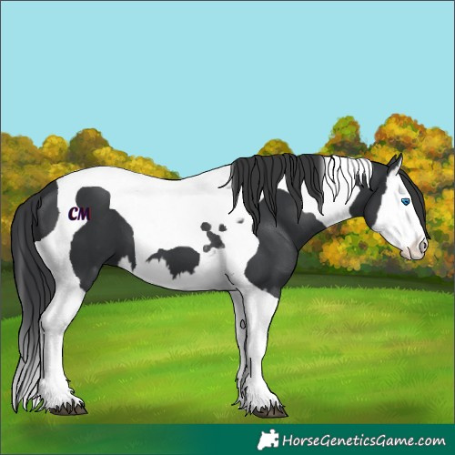 Horse Color:Black Splash Tobiano 