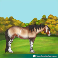 Horse Color:White Spotted Bay Onyx 