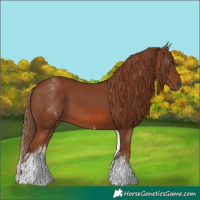 Horse Color:White Spotted Chestnut Sabino 