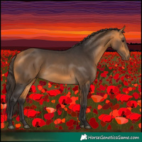 Horse Color:Buckskin 