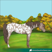 Horse Color:Classic Champagne Roan Appaloosa 