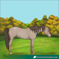 Horse Color:Classic Champagne Roan 