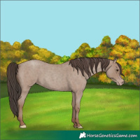 Horse Color:Classic Champagne Roan 