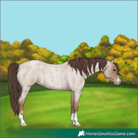 Horse Color:Classic Champagne Roan 