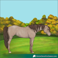 Horse Color:Classic Champagne Roan
