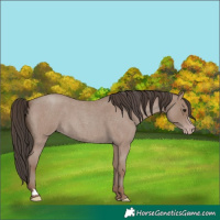 Horse Color:Classic Champagne Roan 