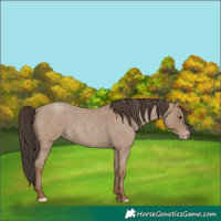 Horse Color:Classic Champagne Roan 