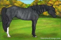 Horse Color:Black Rabicano 