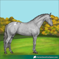 Horse Color:Unknown 
