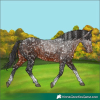 Horse Color:Brown Tobiano Appaloosa 