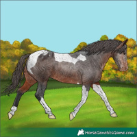 Horse Color:Bay Tobiano Appaloosa 
