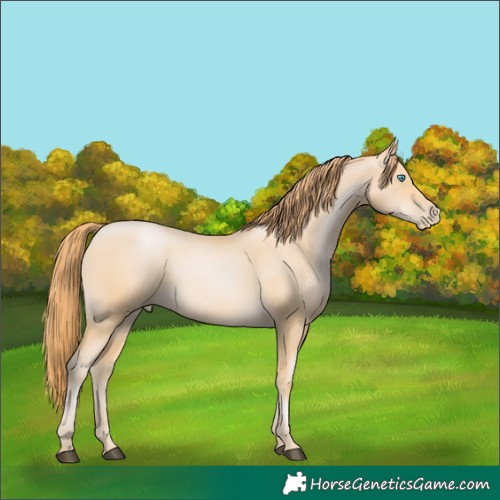 Horse Color:Buckskin Pearl 