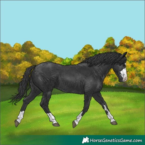 Horse Color:Black 