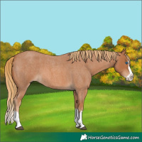Horse Color:Red Roan Splash