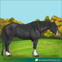 Horse Color:Black Splash Tobiano 