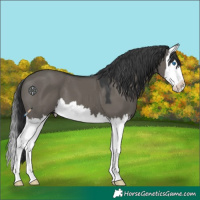 Horse Color:Grullo Splash 