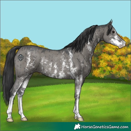 Horse Color:Grullo Sabino Rabicano Brindle 