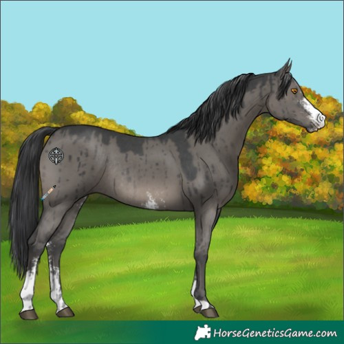 Horse Color:Grullo Sabino Rabicano Brindle 