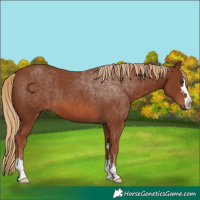Horse Color:Chestnut 