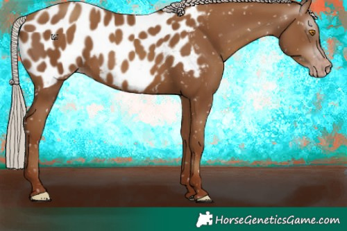 Horse Color:Gray Silver Classic Champagne Appaloosa 