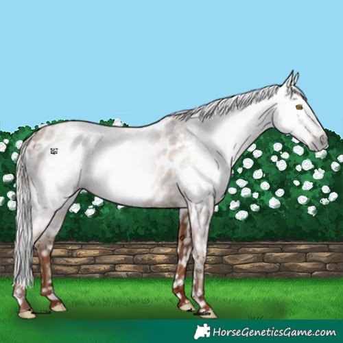 Horse Color:Gray Silver Classic Champagne Blanket 