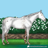 Horse Color:Gray Silver Classic Champagne Appaloosa