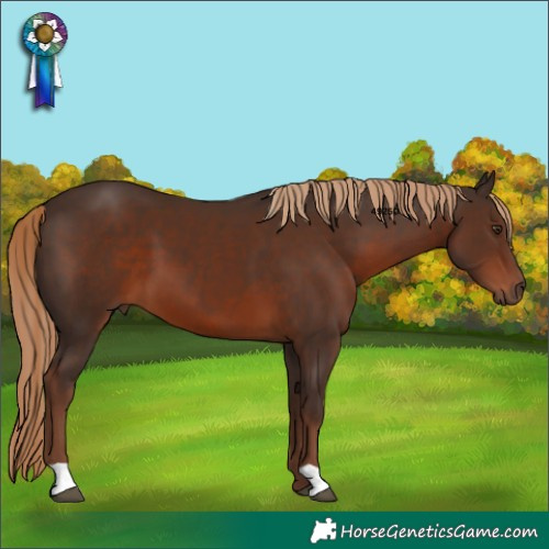 Horse Color:Liver Chestnut 