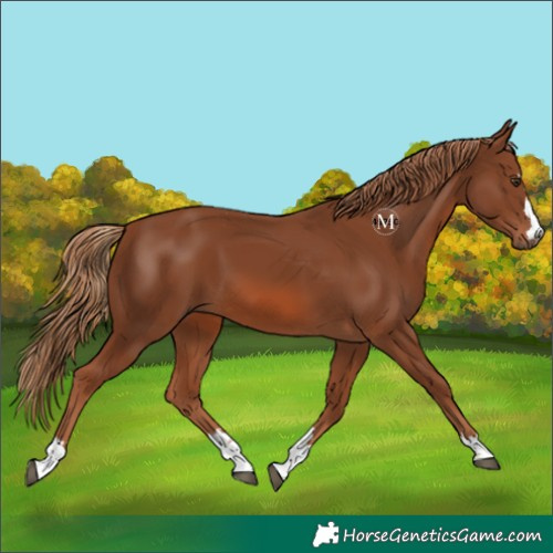 Horse Color:Chestnut 