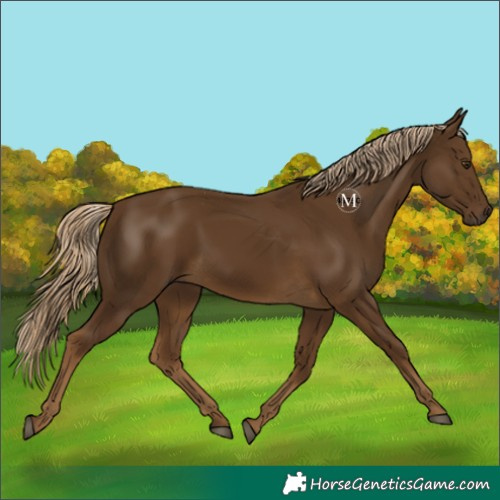 Horse Color:Chocolate Palomino 