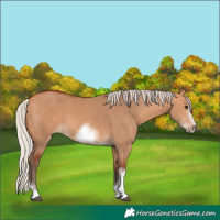 Horse Color:Silver Bay Dun Sabino Tobiano Frame Rabicano