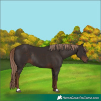 Horse Color:Liver Chestnut Rabicano 