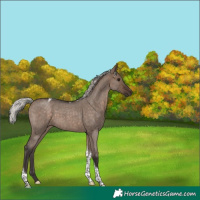 Horse Color:Silver Brown Roan Dun Tobiano 