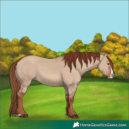 Horse Color:Red Dun Splash