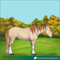 Horse Color:Red Dun Splash 