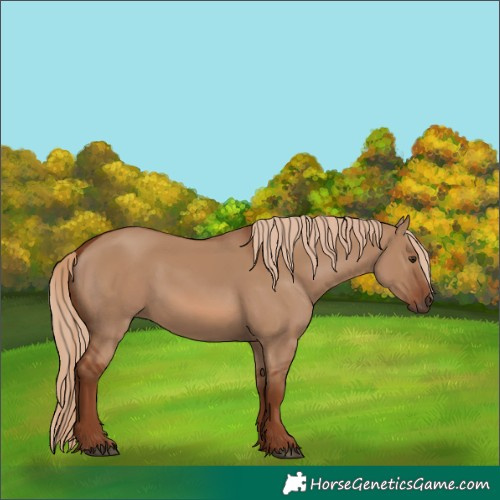 Horse Color:Red Dun
